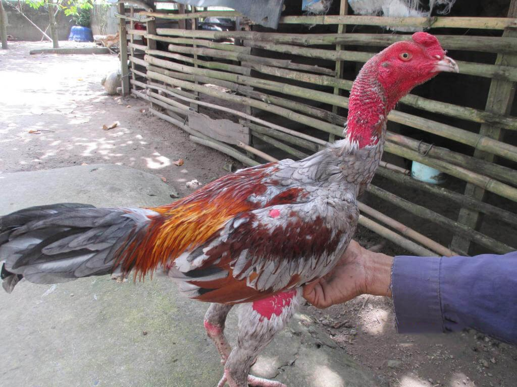 Tắm nắng, luyện tập hàng ngày cho gà chọi để làm dày da 