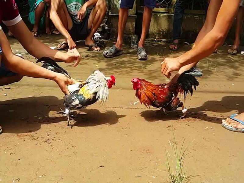 Chọn gà đá cựa sắt thông qua tiếng gáy, dáng ngủ