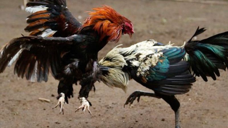 Hiểu và áp dụng 80 màu mạng mang nhiều lợi ích