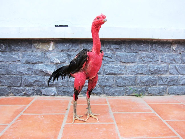 Cổ thể hiện khả năng chịu đòn của chiến kê
