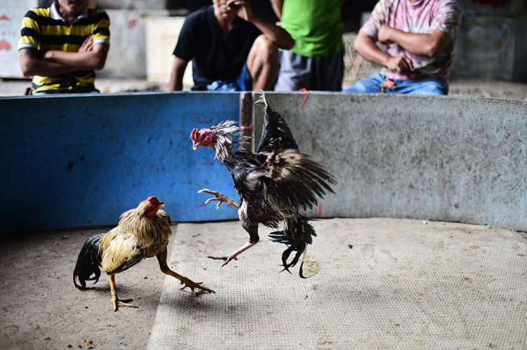 Gà chọi Thái Lan thu hút bởi những điểm riêng biệt