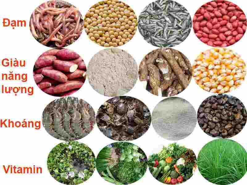 Dinh dưỡng ảnh hưởng đến khả năng ra đòn của gà