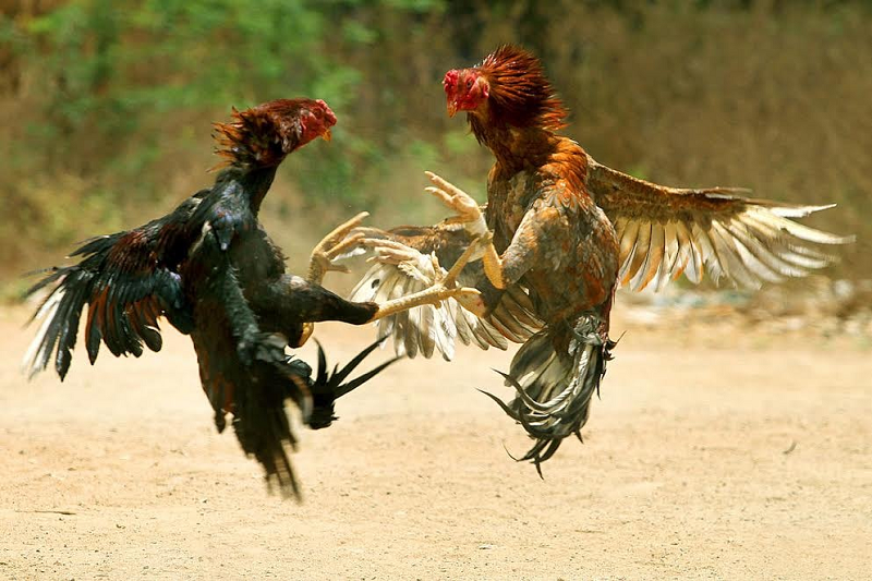 Các lối đá gà chọi phổ biến