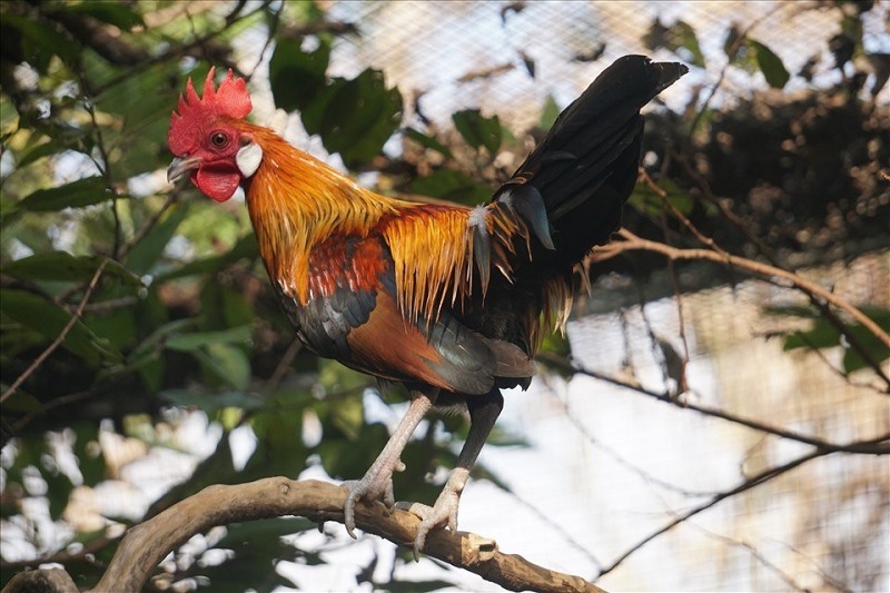 Đặc điểm của giống gà rừng Saipan
